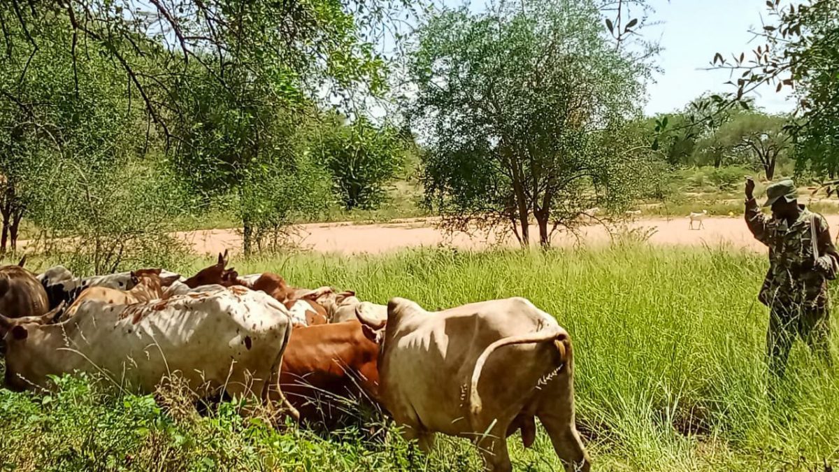 Police recovers stolen livestock after armed raid along Kenya-Uganda border
